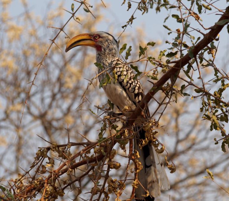 Zazu gespot tijdens game drive safari Zuid Afrika