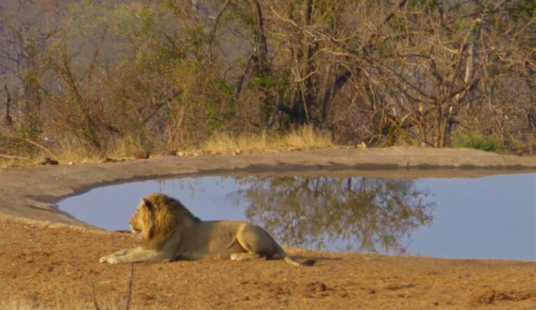 Gespot een van de leeuwen tijdens de game drive in Balule Nature Reserve Zuid Afrika