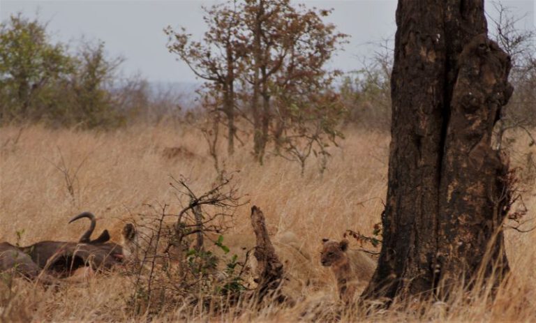 Leeuwin met welpjes in het Krugerpark | selfdrive | rondreis Zuid Afrika