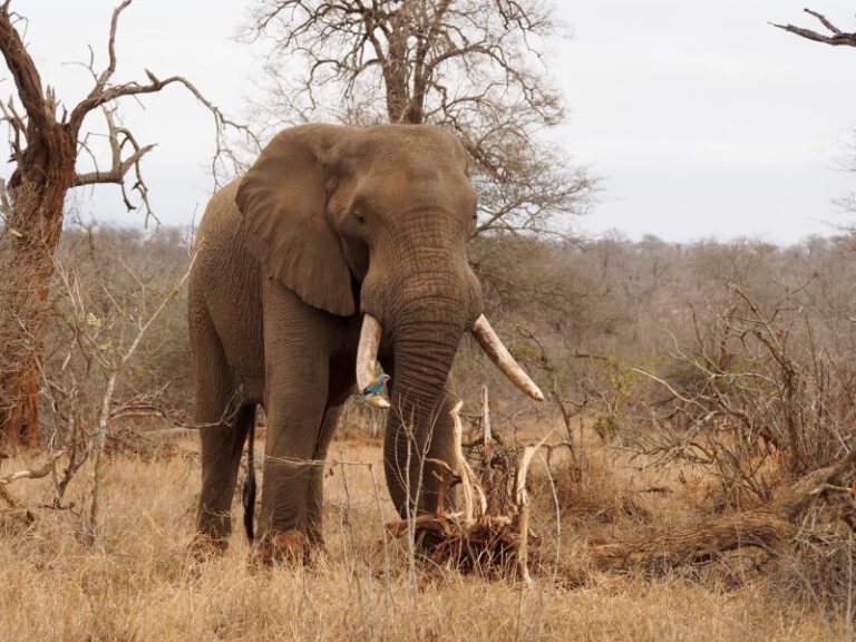 Olifant in het Krugerpark tijdens rondreis Zuid Afrika