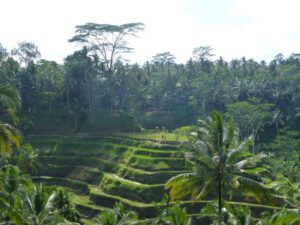 Rondreis Bali Rijstvelden Ubud | inspiratie reizen