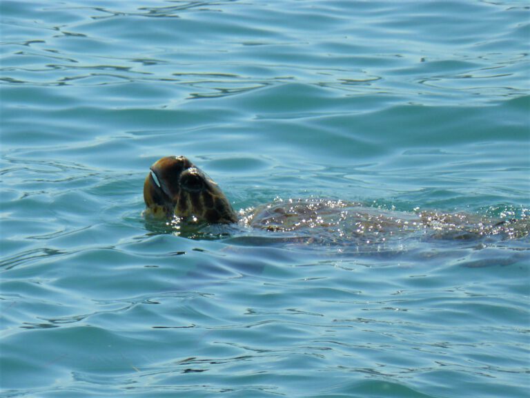 Schildpad haven Argostoli Kefalonia - Griekse eilanden