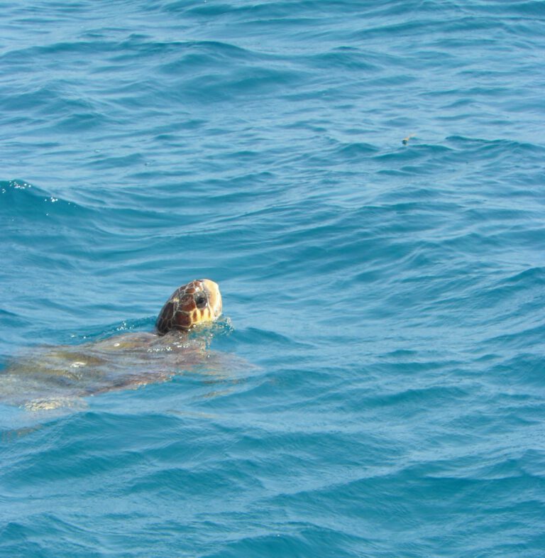 Caretta caretta schildpad gespot op Grieks eiland Zakynthos | Griekse eilanden Ionische Zee