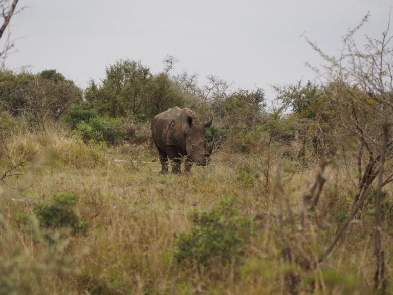 Neushoorn gespot tijdens rondreis Zuid Afrika in Hluhluwe imfolozi park