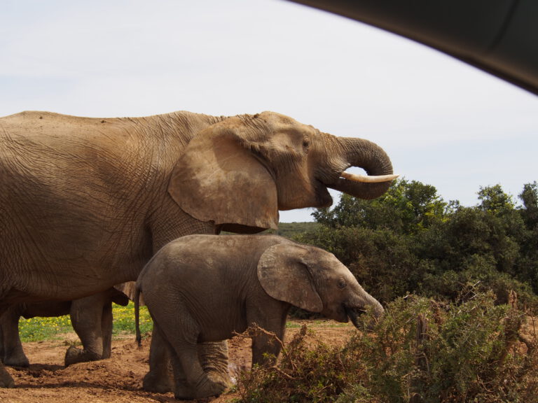 Olifanten aan het drinken vlakbij de auto in Addo Elephant Park - rondreis Zuid Afrika