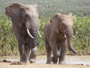 Twee olifantjes op weg naar hun bad in het Addo Elephant Park - rondreis Zuid Afrika