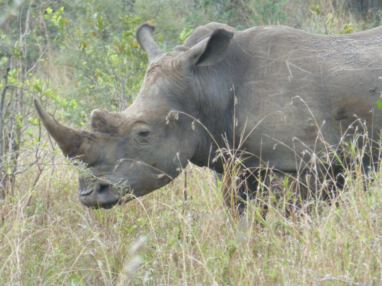 Zwarte neushoorn gespot in Hluhluwe iMfolozi park