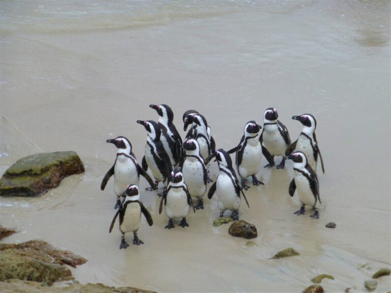 Pinguins spotten bij Betty's Bay Stoney Point - rondreis Zuid Afrika